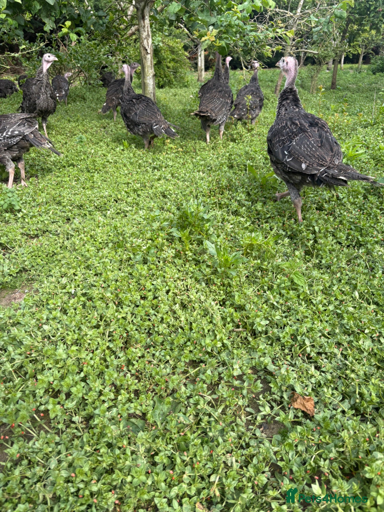 Turkeys poultry Norfolk bronze turkey poults - Advert 21