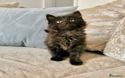 Maine Coon cats for sale: Black smoke Maine coon boy  - Advert 4