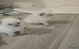 Ragdoll cats for sale: *READY TO LEAVE Beautiful Ragdoll kittens for sale - Image 15