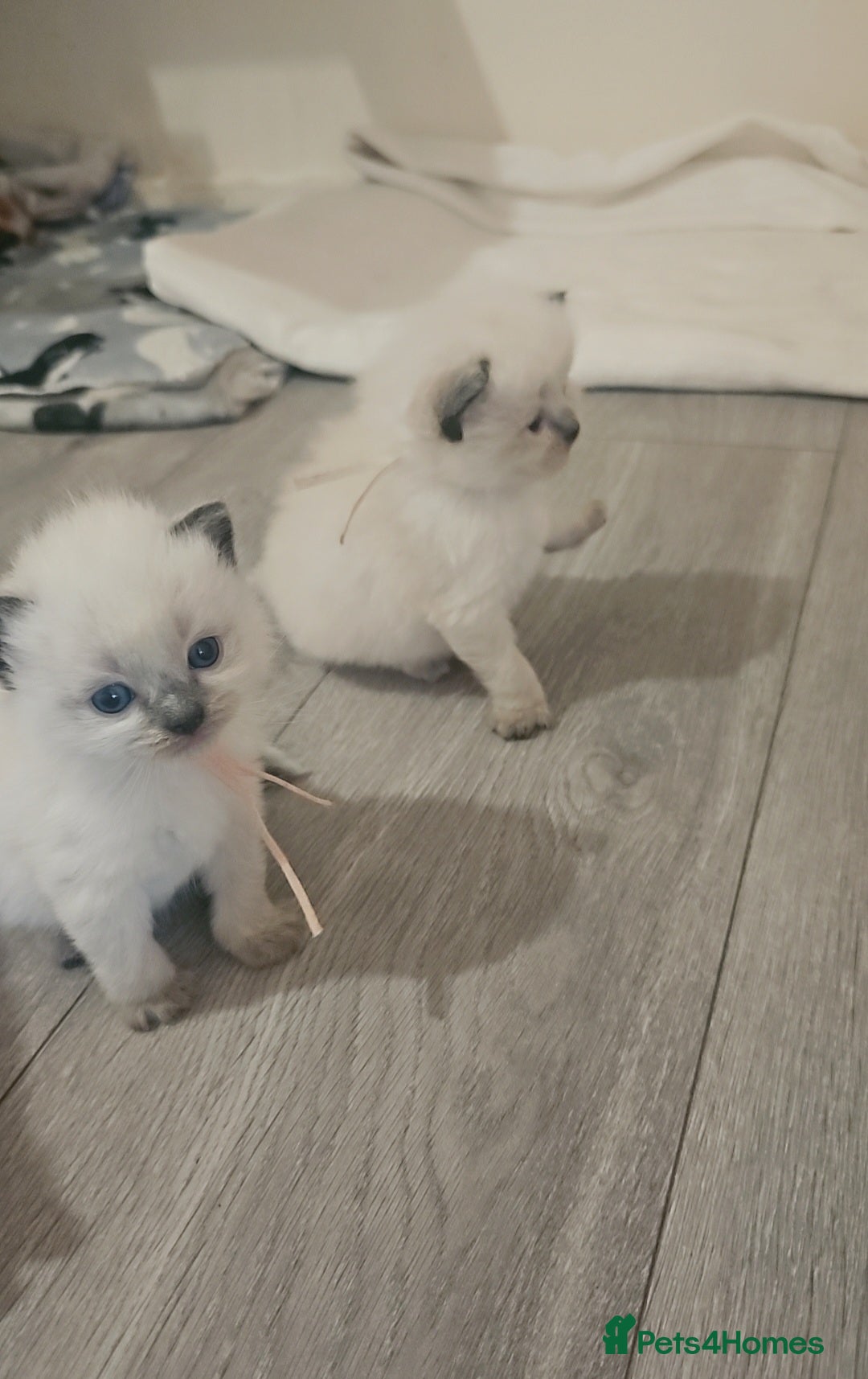 Ragdoll cats for sale: *READY TO LEAVE Beautiful Ragdoll kittens for sale - Image 15