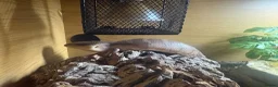 Skink reptiles for sale: Northern Blue Tongue Skink 6 Months Old Male in Wallsend - Advert 14