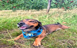 Mixed Breed dogs for sale: Albie - Image 2