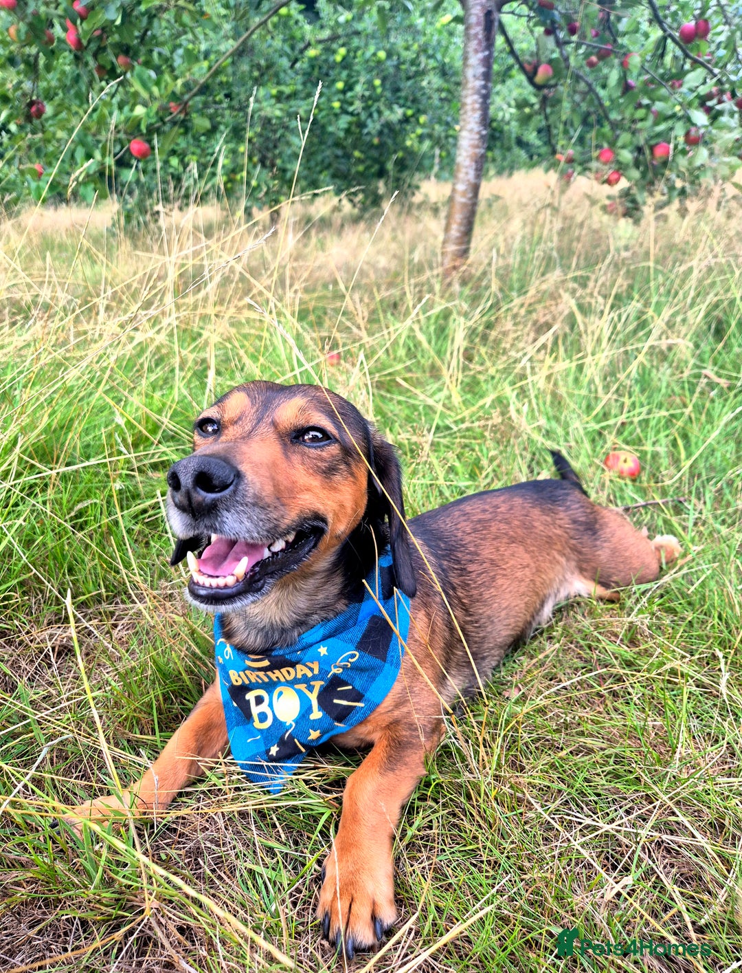 Mixed Breed dogs for sale: Albie - Image 2