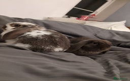 Mini Lop rabbits for sale: Brown n white mini lop for sale  - Image 1