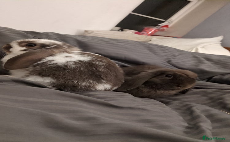 Mini Lop rabbits - Advert 4