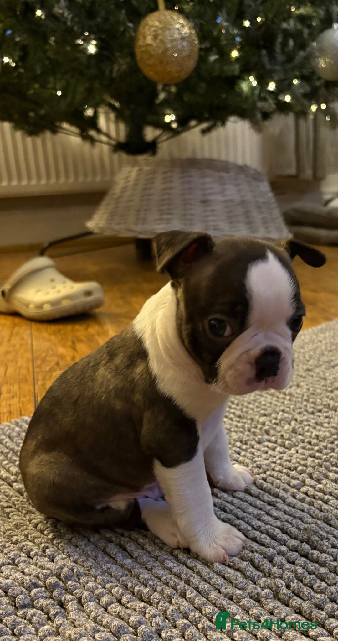 Boston Terrier dogs for sale: Boston Terrier Puppies. Ready in 2 weeks.  - Advert 6