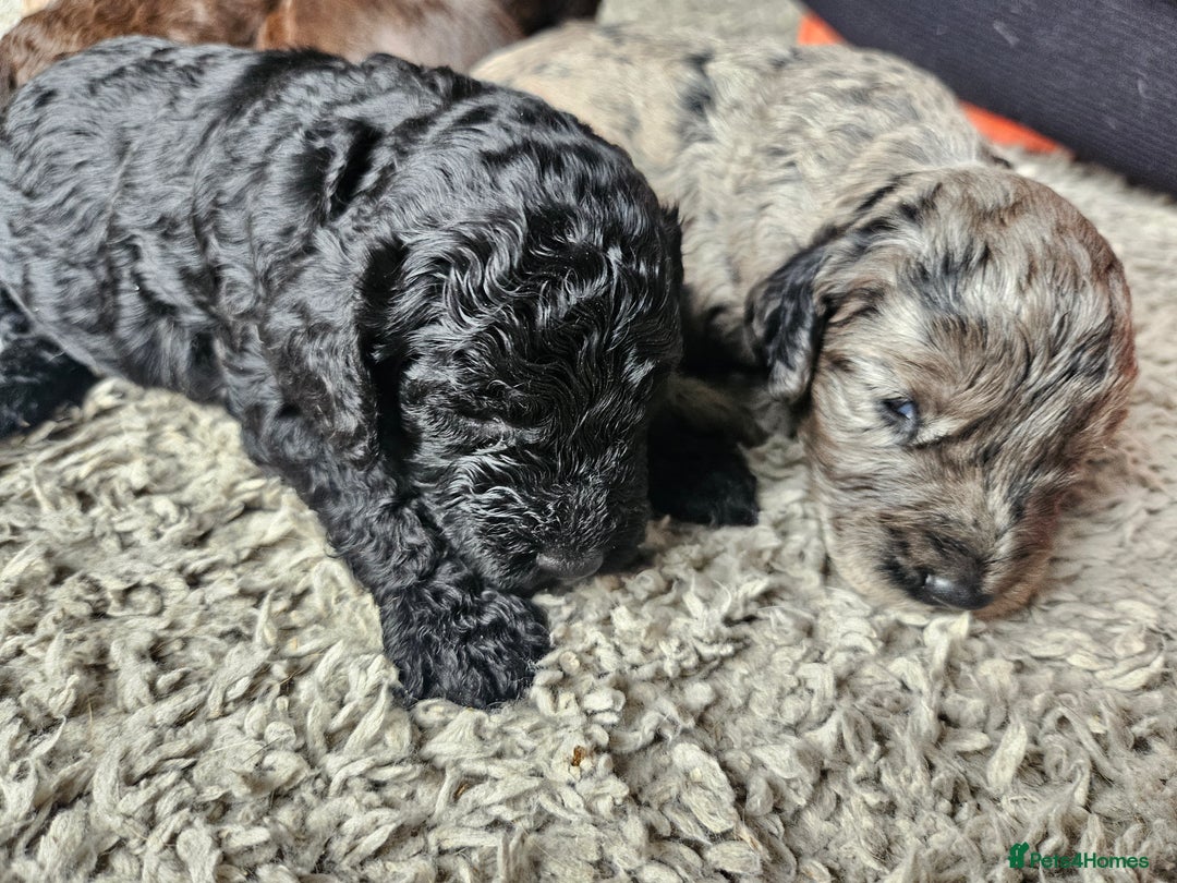 Cockapoo dogs for sale: Cockapoo puppies - Image 20
