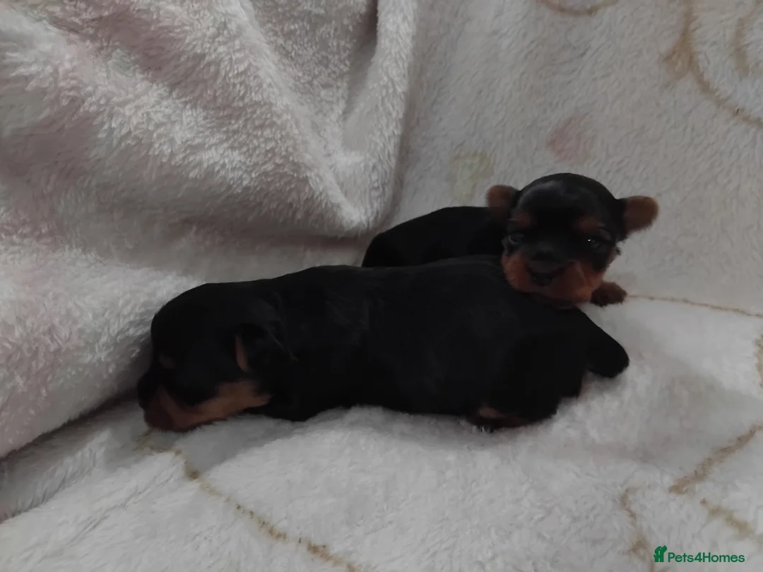 Yorkshire Terrier dogs for sale: Ours gorgeous puppies looking for loving home  - Advert 4