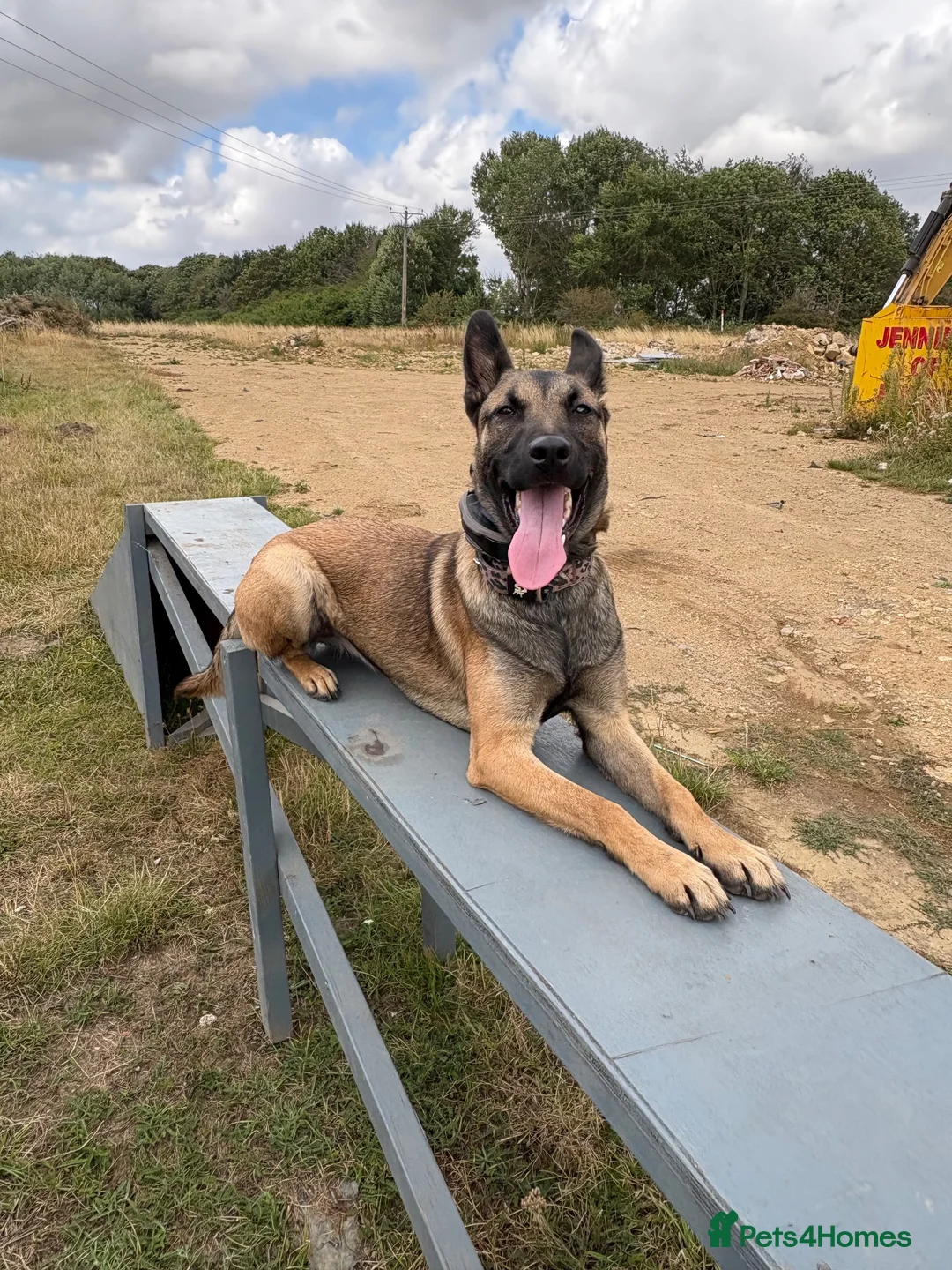 Belgian Shepherd Dog dogs for sale: Female Belgian shepherd  in Leeds - Advert 2