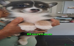 Pomsky dogs for sale: Ready now -Stunning F4 Pomskies, 6kg as adults  - Image 31
