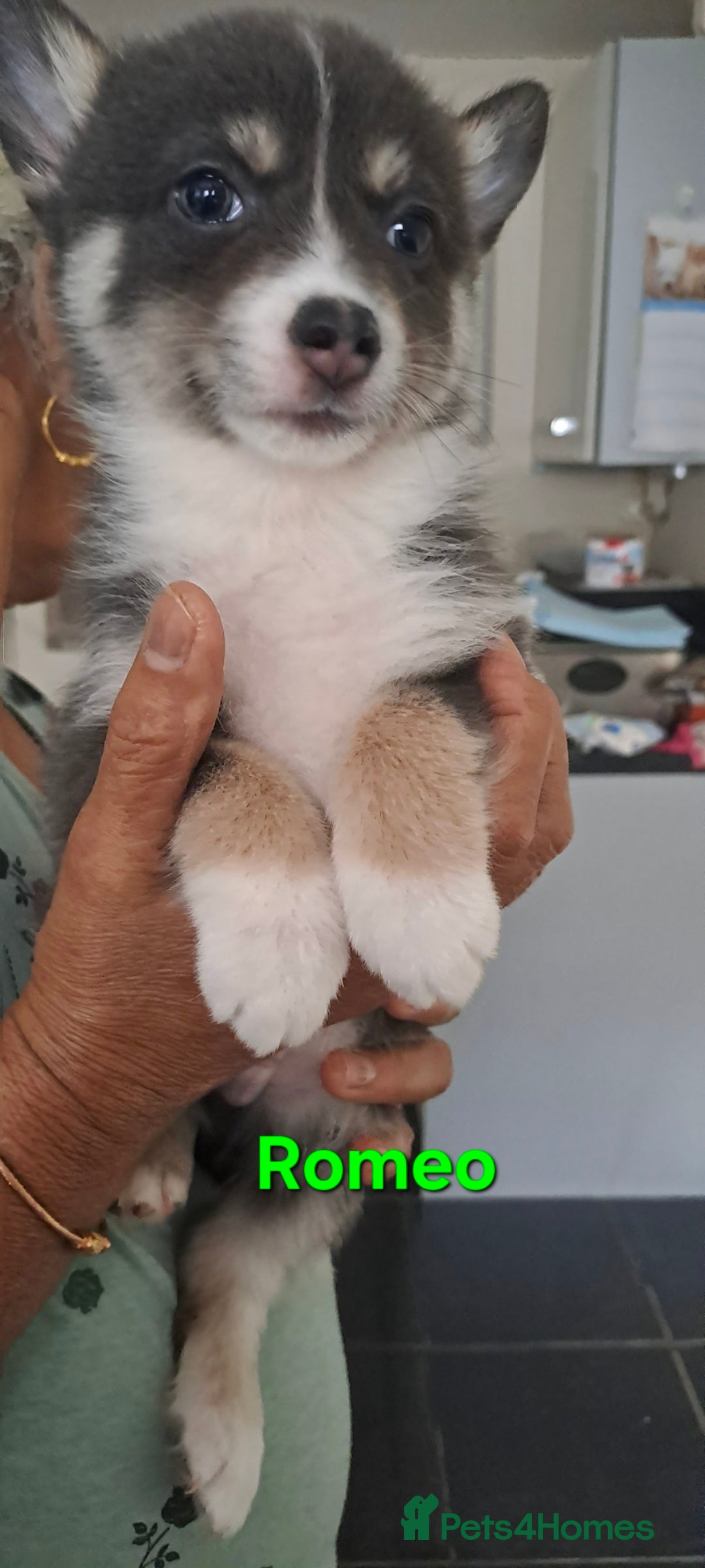 Pomsky dogs for sale: Ready now -Stunning F4 Pomskies, 6kg as adults  - Image 31