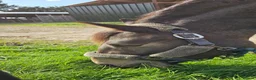 Andalusian horses for sale: Share  in Dereham - Advert 3