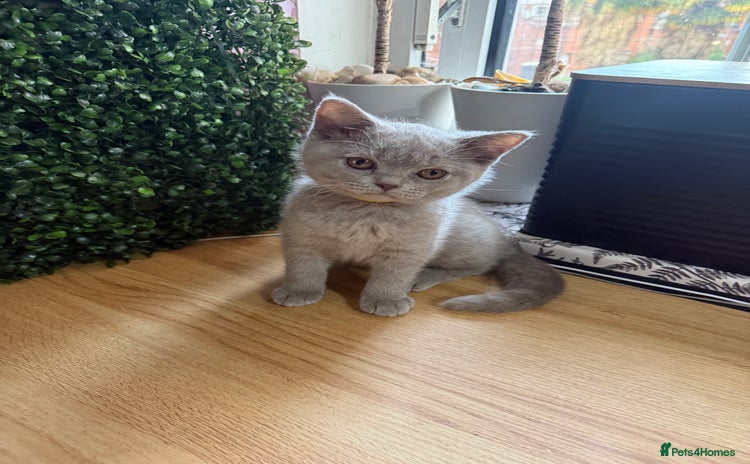 British Shorthair cats - Advert 10