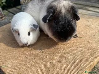 Guinea Pig rodents Pure bred Californian boar guinea pigs - Advert 15