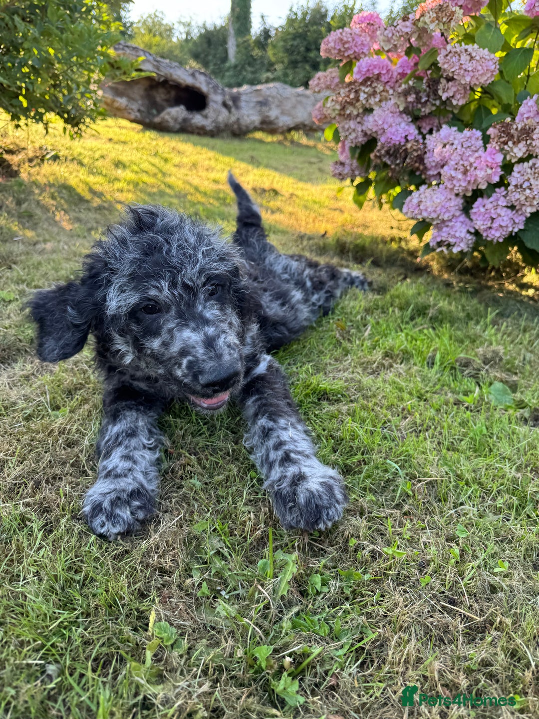 Goldendoodle dogs for sale:  F1b golden doodle puppies ready to go.  in Llandeilo - Image 17