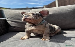 French Bulldog dogs for sale: French Bulldog Puppies–4 Girls & 2 Boys READY NOW  in Walton-on-Thames - Image 32