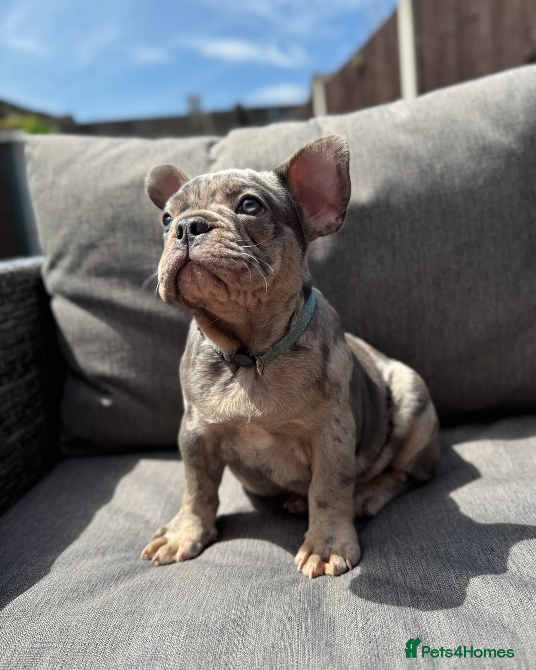 French Bulldog dogs for sale: French Bulldog Puppies–4 Girls & 2 Boys READY NOW  in Walton-on-Thames - Image 32