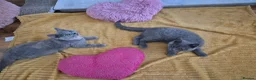 British Shorthair cats for sale: Ready! GCCF parents with champions in line,BSH - Advert 10