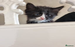 Ragdoll cats for sale: 6 Ragdoll x kittens, available now - Image 5