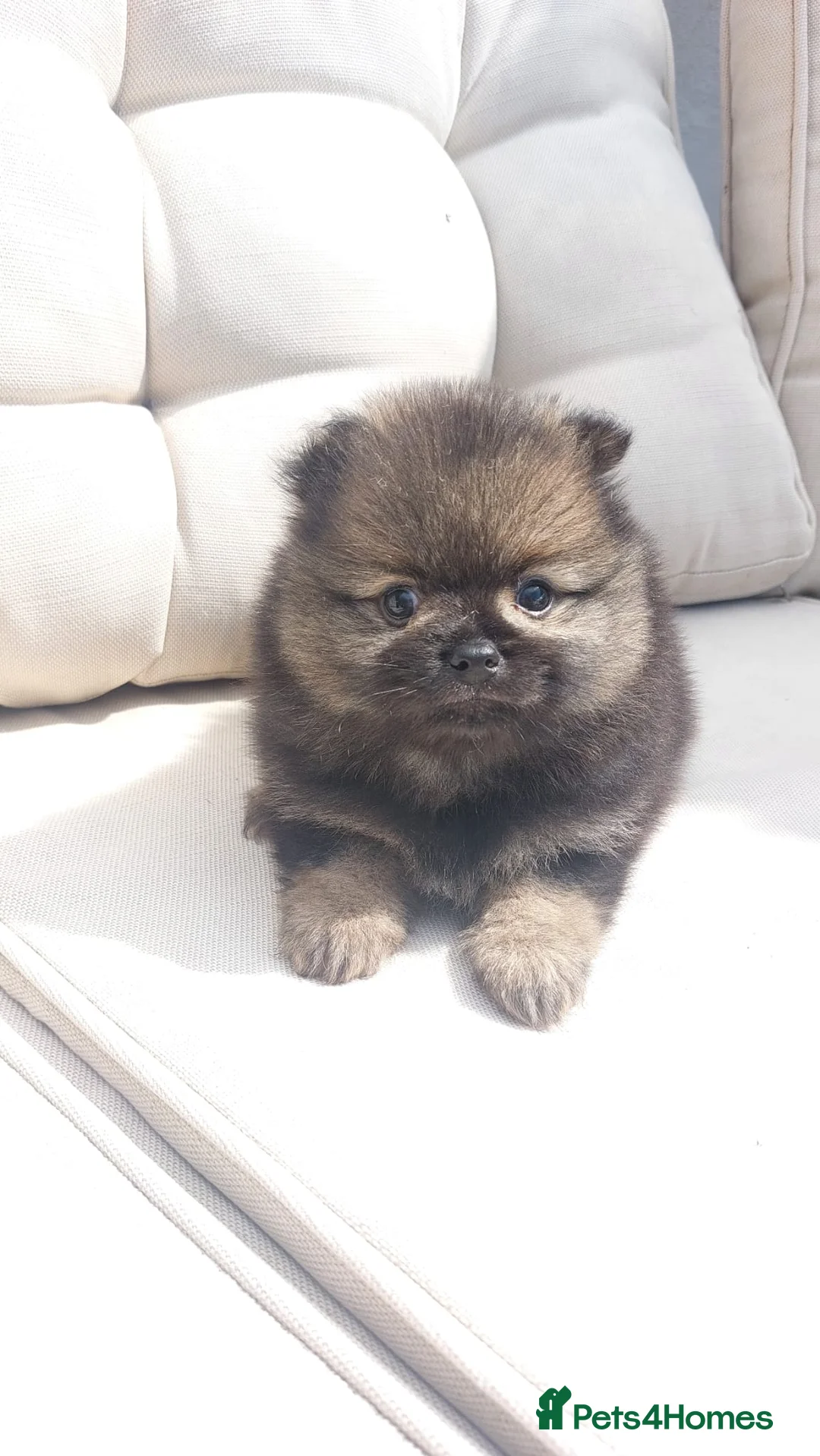 Pomeranian dogs for stud: TINY lilac Russian Pom  in Bridgend - Advert 14