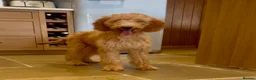 Goldendoodle dogs for sale: Irishdoodle Girls Need Their New homes  - Advert 17