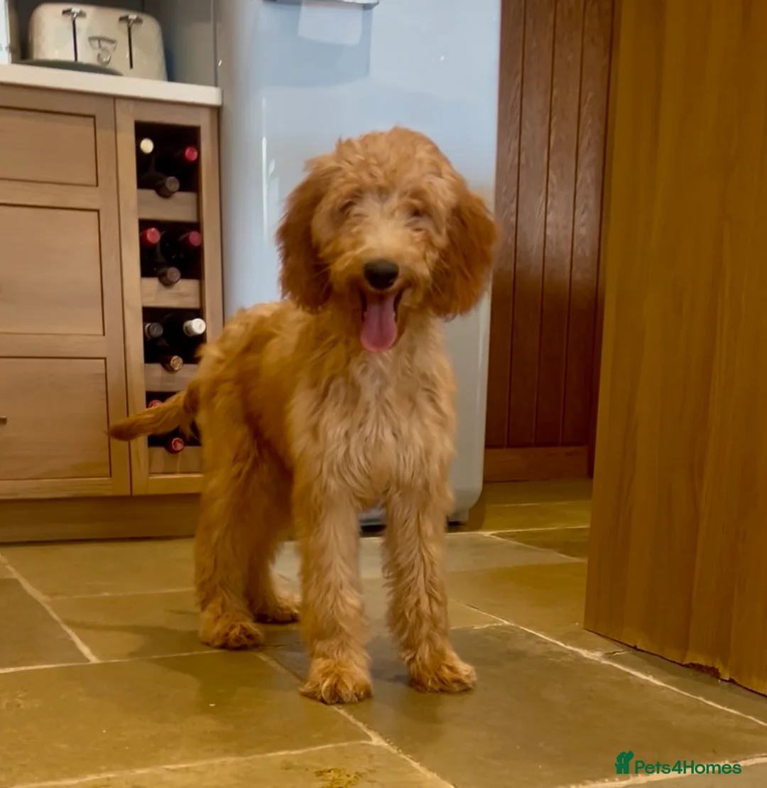 Goldendoodle dogs for sale: Irishdoodle Girls Need Their New homes  - Advert 17