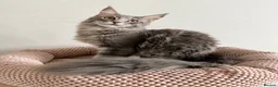 Maine Coon cats for sale: Pedigree Massive TICA registered kittens  - Advert 14