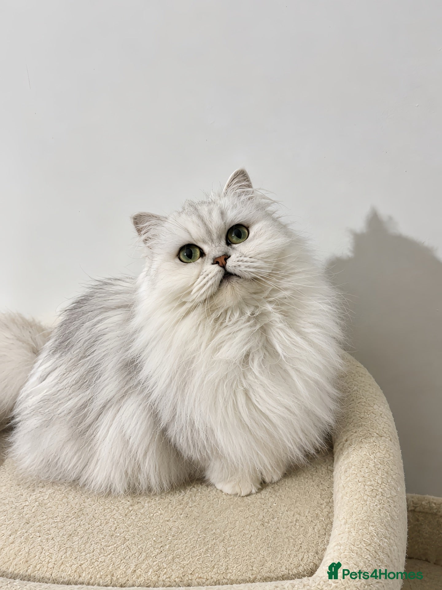 Persian cats Adorable Persian Kittens - Advert 3