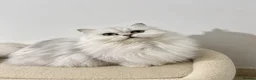 Persian cats for sale: Adorable Persian Kittens - Advert 1