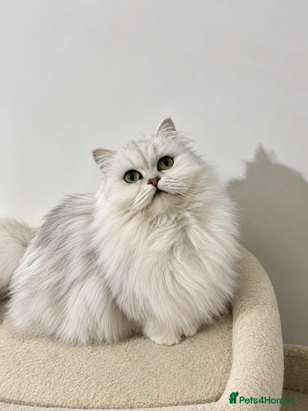 Persian cats for sale: Adorable Persian Kittens - Advert 1