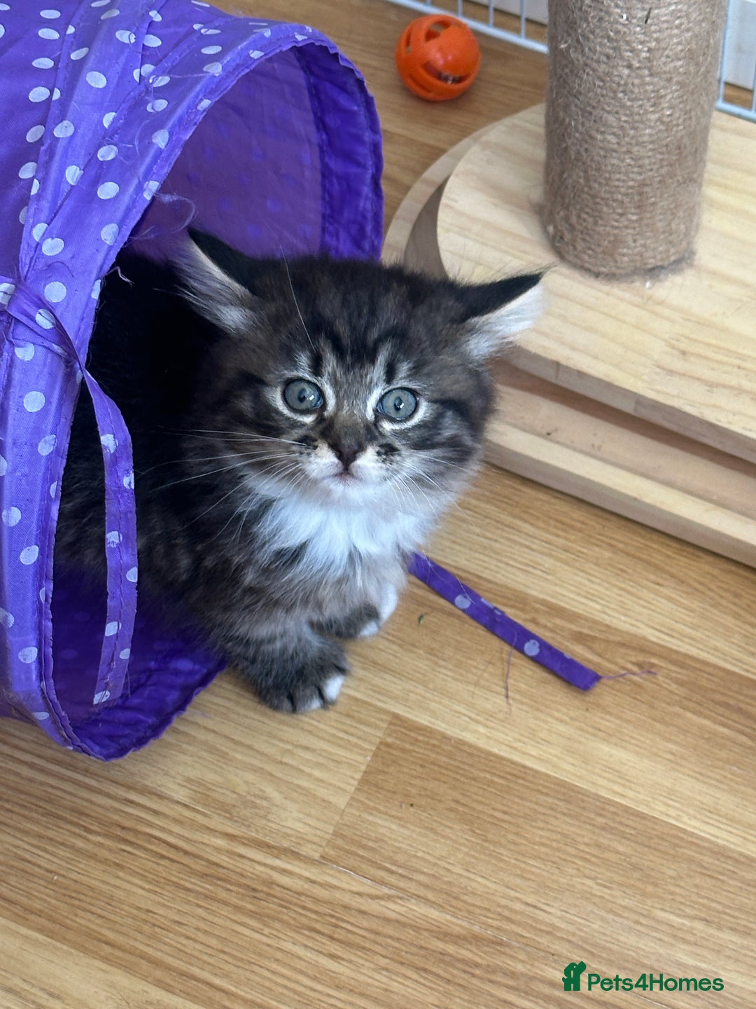 British Longhair cats for sale: Ready Now!! Beautiful BLH Kittens 💜🐾 - Image 11