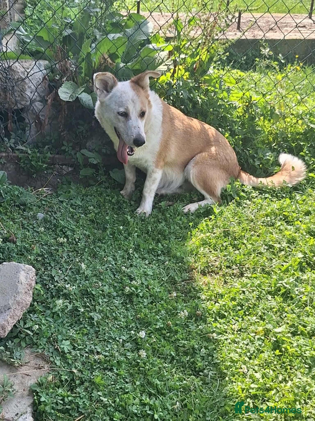Mixed Breed dogs for adoption: Lynda is looking for a home! - Image 3