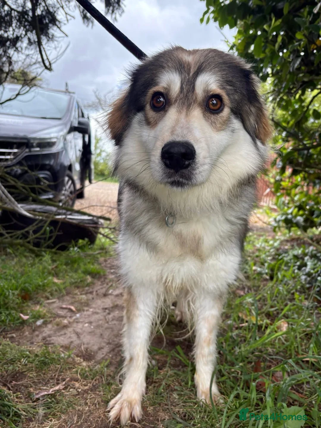 Mixed Breed dogs for adoption: Lyric - Norwich Norfolk  - Advert 2