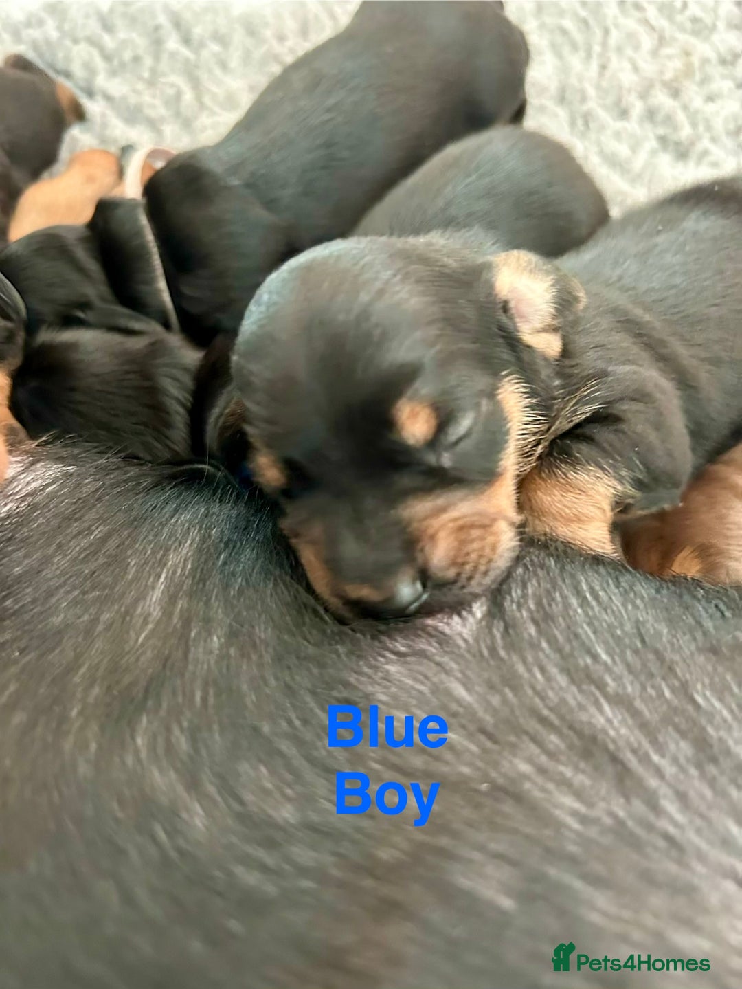 Miniature Dachshund dogs for sale: Miniature Smooth Haired Dachshunds  - Advert 8