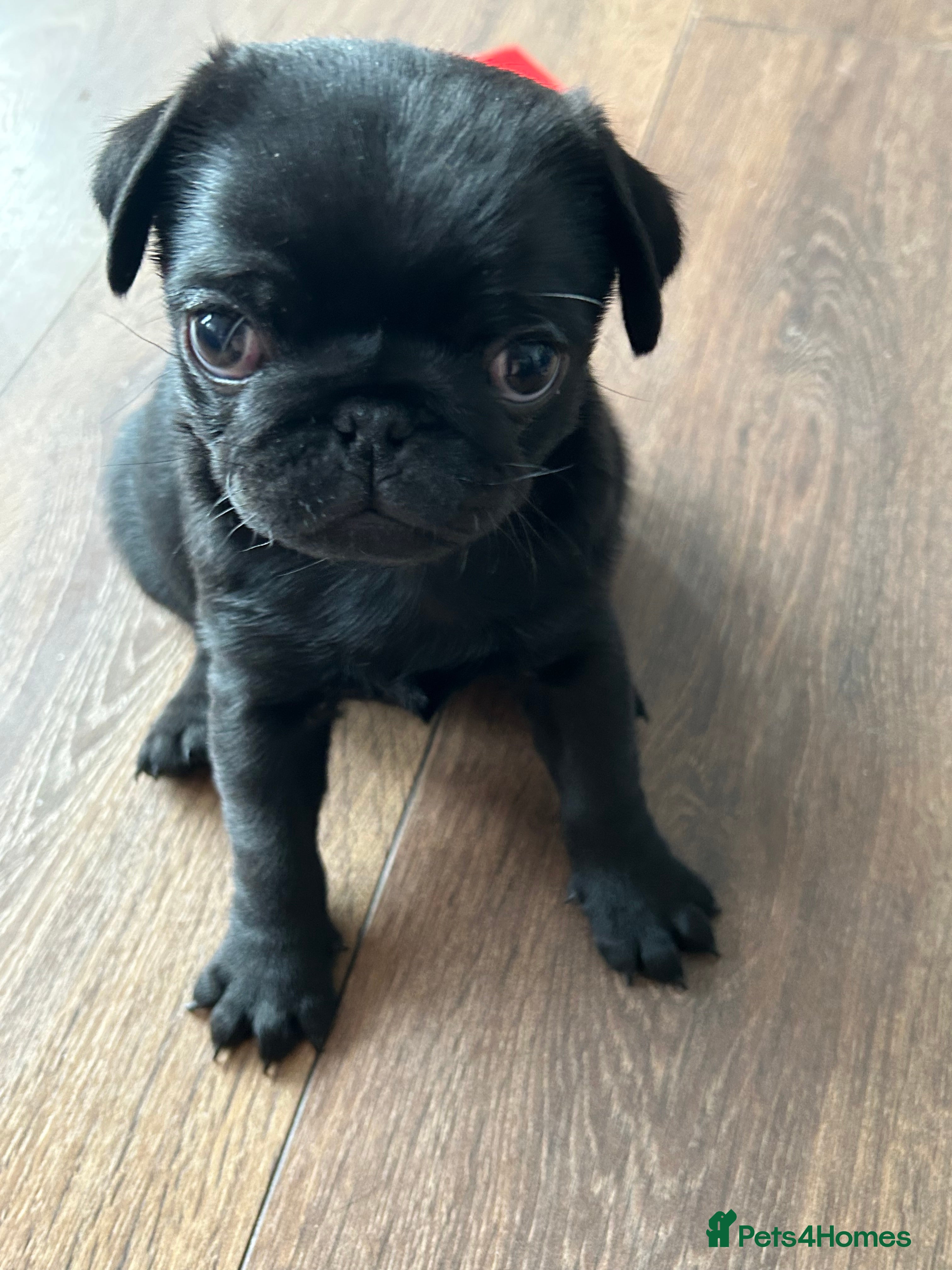 Pug dogs Black pugs - Advert 2