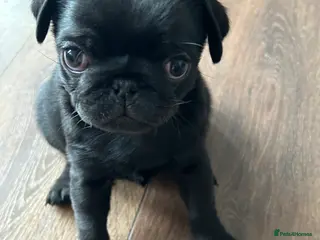 Pug dogs Black pugs - Advert 4