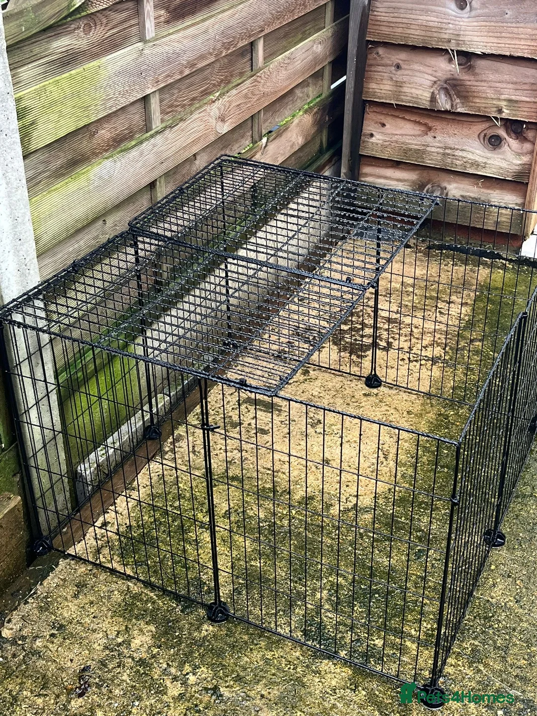 Mini Lop rabbits for sale: 1 mini lop and 1 lop eared rabbit with hutch  - Advert 7