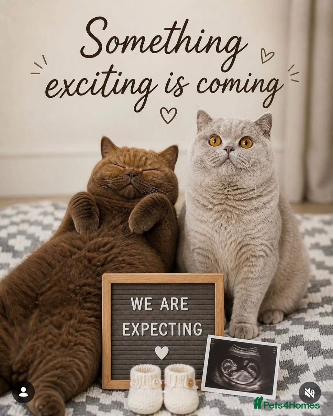 British Longhair cats *Due in 1 week* outstanding chocolate & lilac  - Advert 2