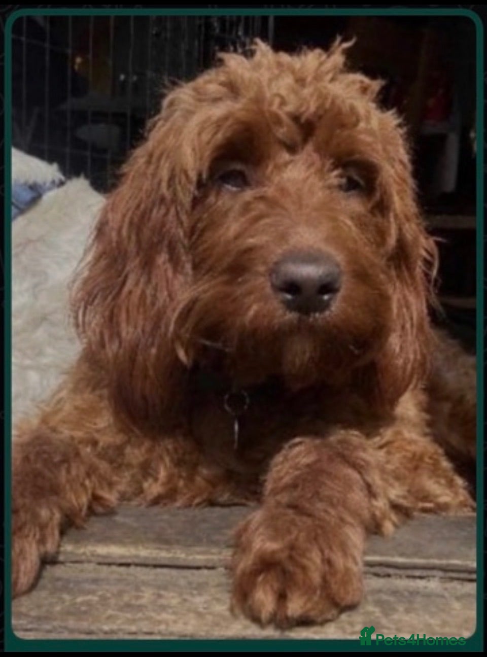 Irish Doodle dogs Mini Irish doodles - F1b  - Advert 5