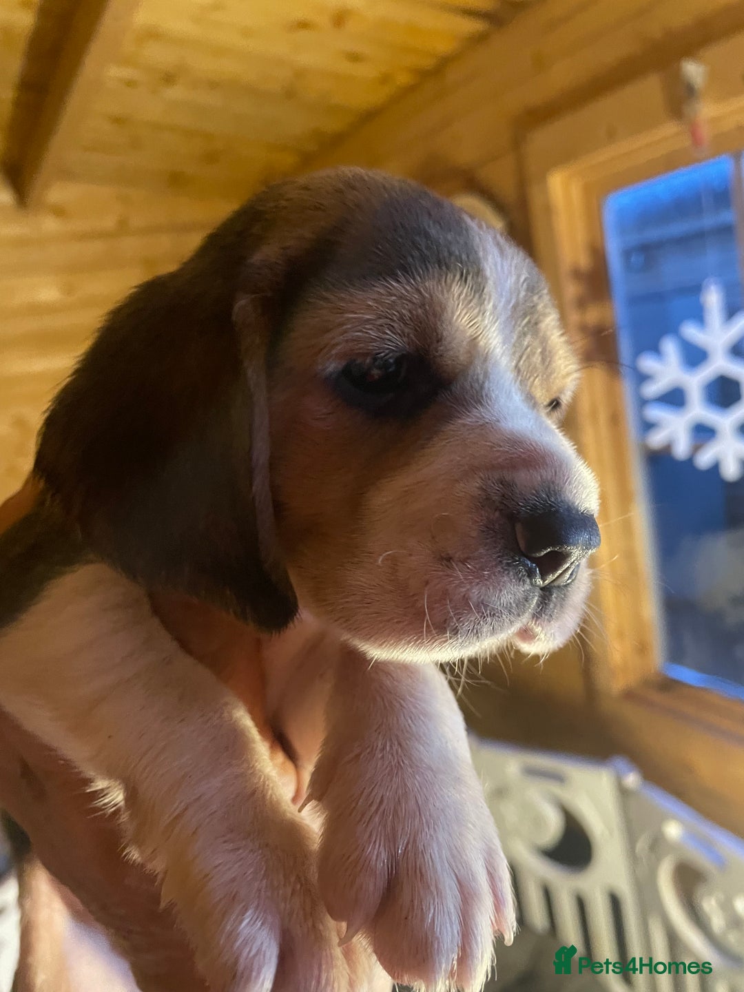 Beagle dogs for sale: 2tri girls kc reg ready after  **   - Advert 9