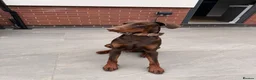 Dobermann dogs for sale: 1 year old Doberman Boy - Kc registered  - Advert 2