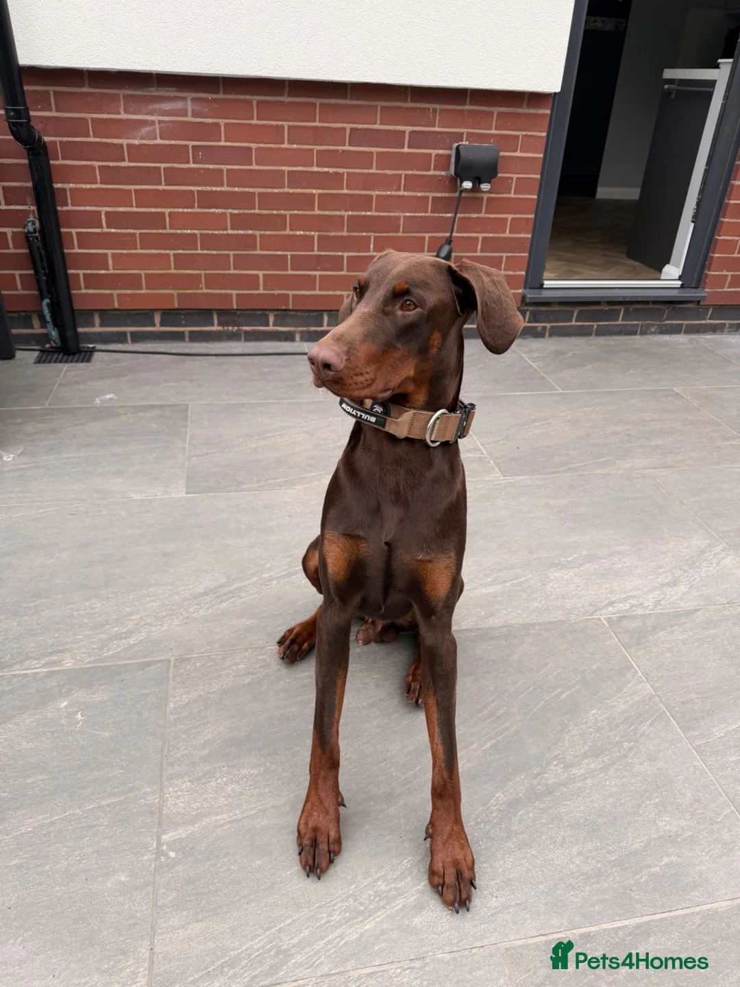 Dobermann dogs for sale: 1 year old Doberman Boy - Kc registered  - Advert 2