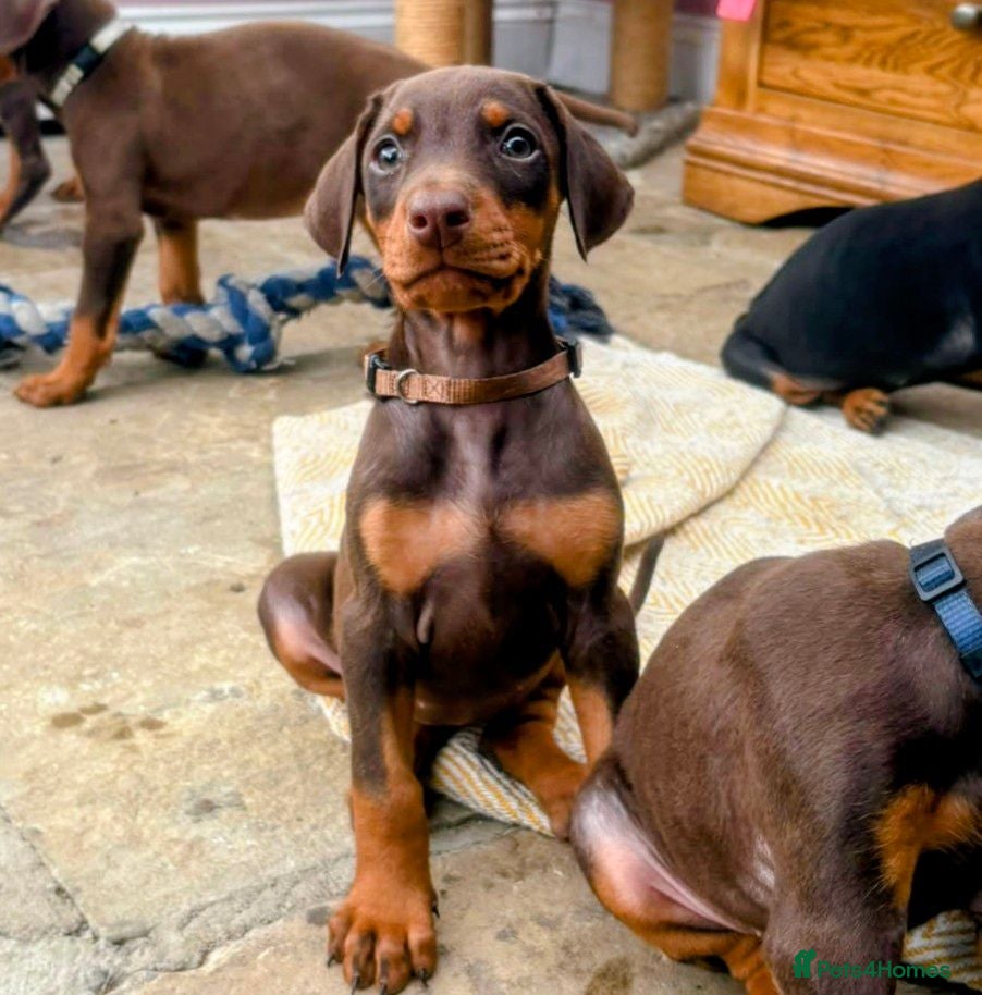 Dobermann dogs KC REGISTERED DOBERMANN PUPS – EXCEPTIONAL LITTER - Advert 1