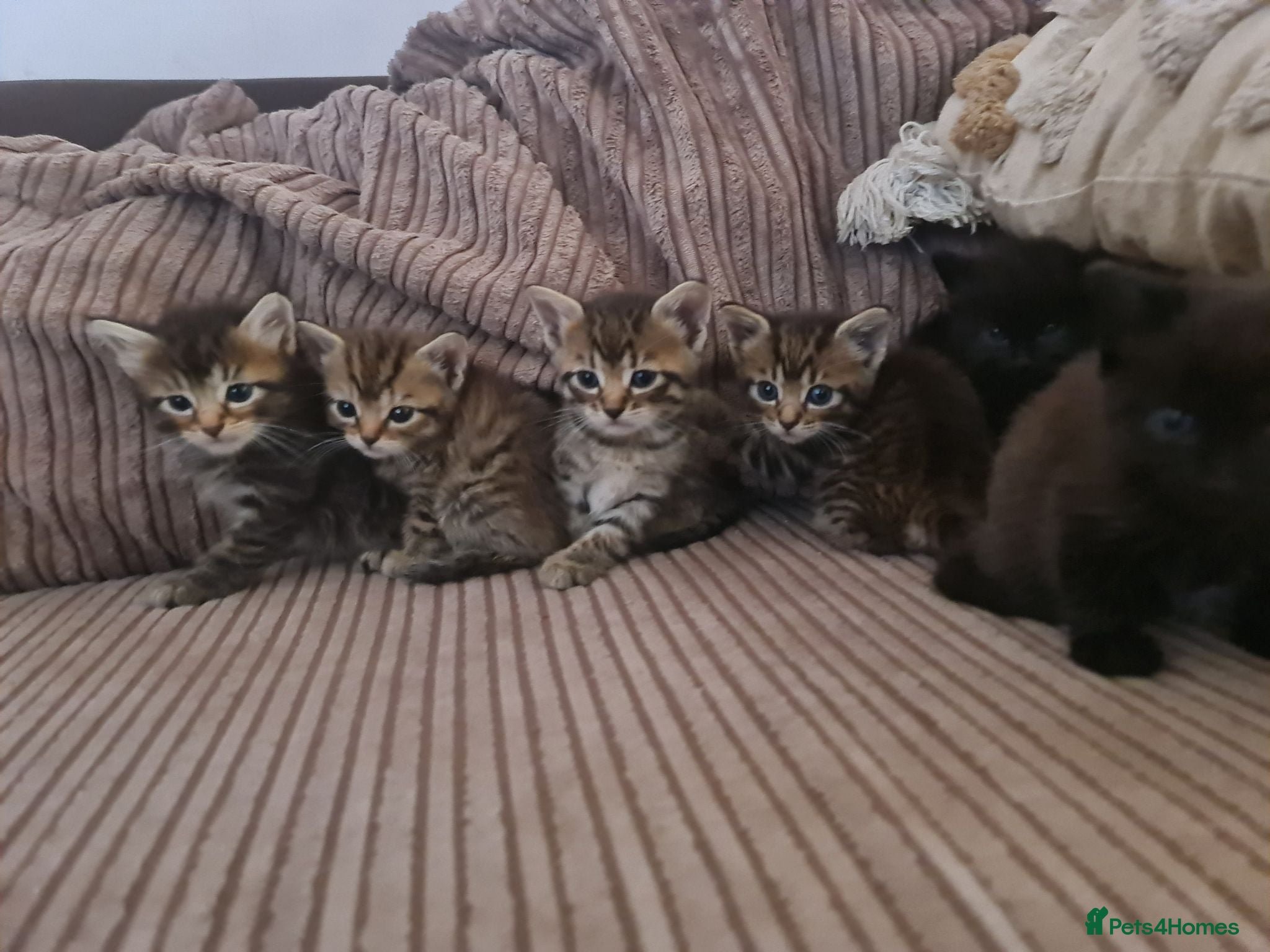 Mixed Breed cats 5 kittens for sale  - Advert 1
