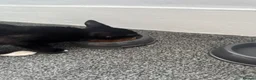 Mixed Breed cats for sale: 13 Week male Kitten  - Advert 4