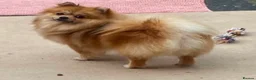 Pomeranian dogs for sale: Beautiful Pomeranian girls - Advert 2
