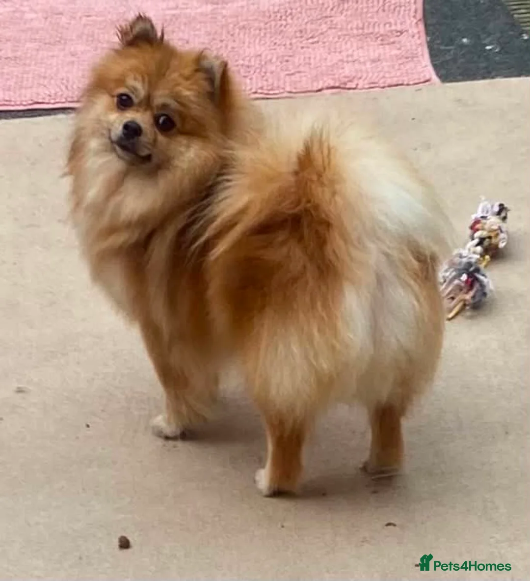 Pomeranian dogs for sale: Beautiful Pomeranian girls - Advert 2