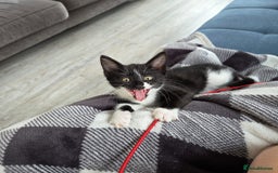 Domestic Shorthair cats for sale: 2 female kittens - Image 7