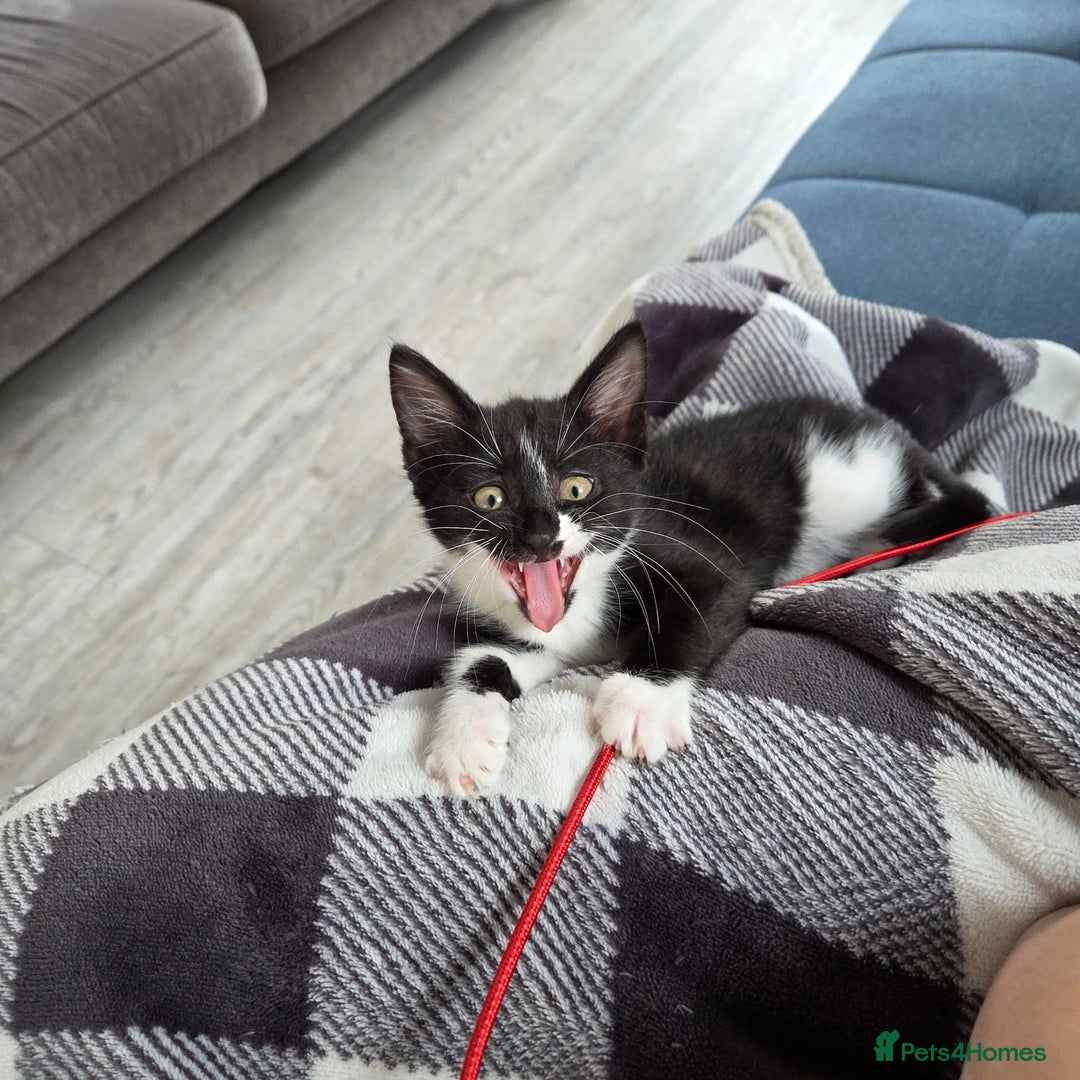 Domestic Shorthair cats for sale: 2 female kittens - Image 7
