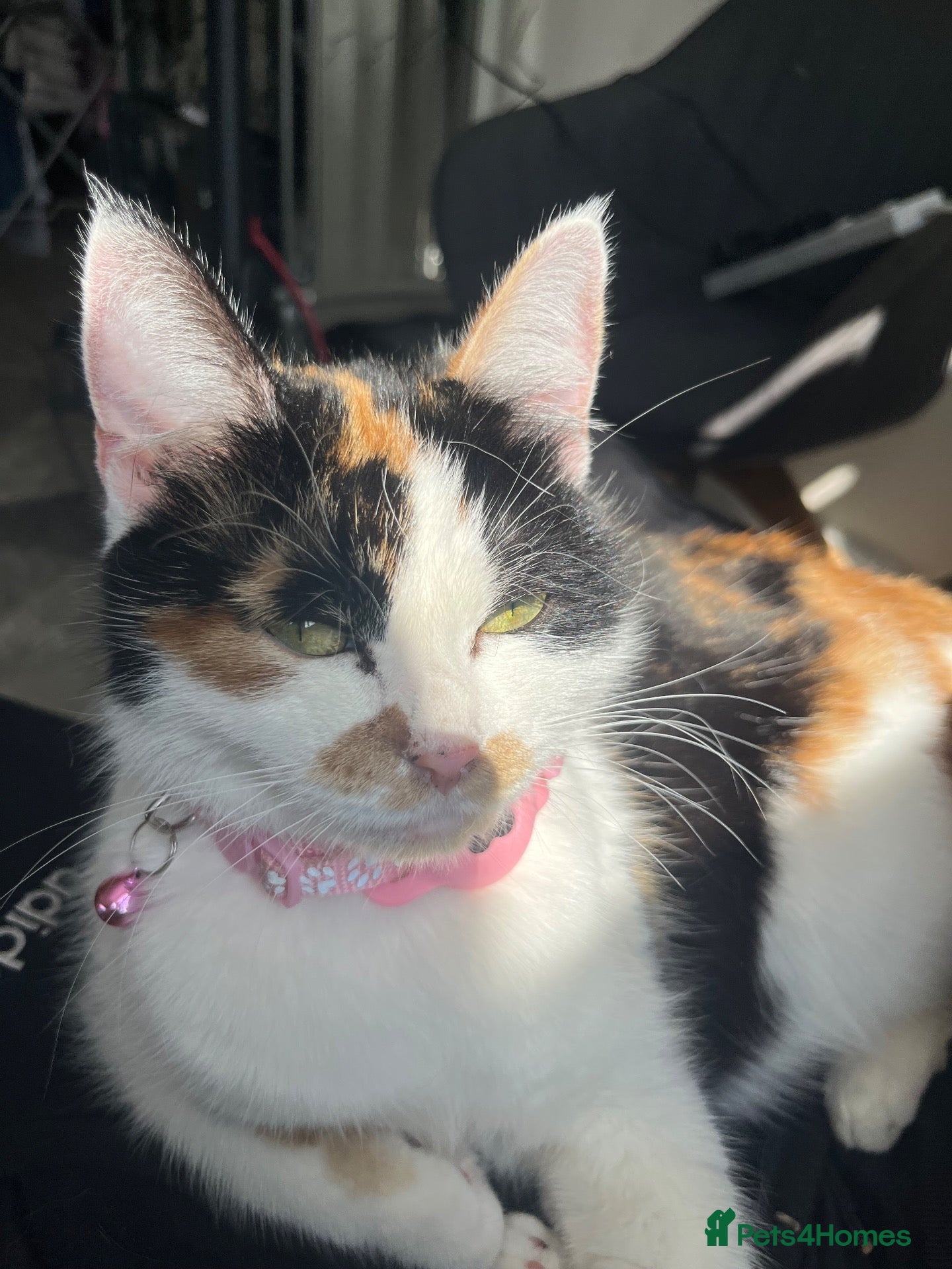 Domestic Shorthair cats 3 beautiful kittens.  - Advert 2